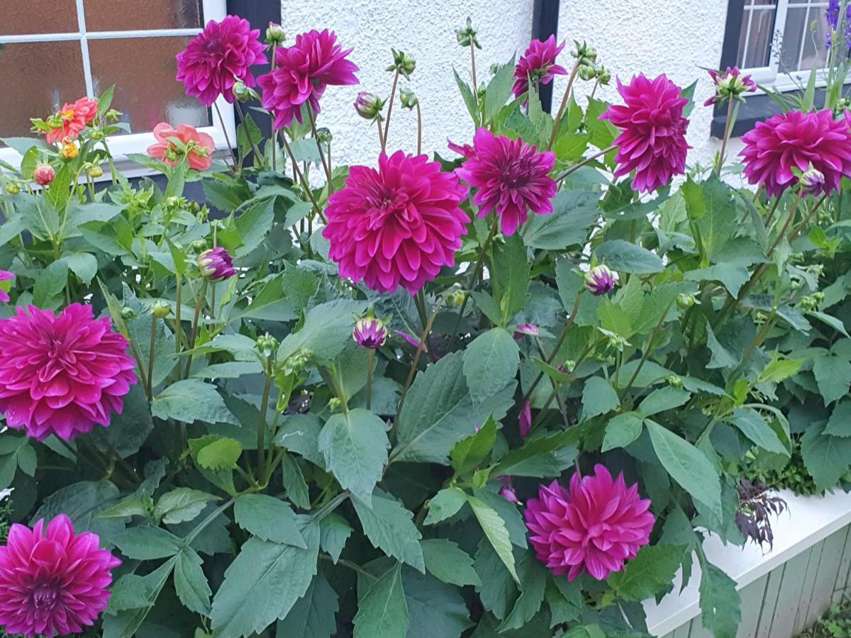 The Little Garden Hoose Villa Inverness Exteriör bild